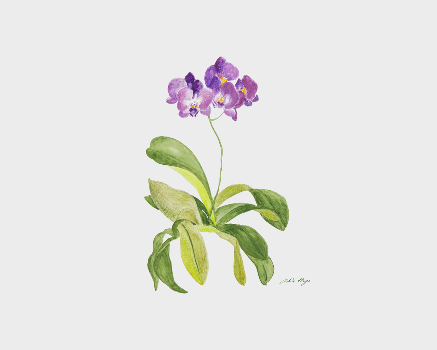 Adèle Hugo - Orchidée @Pierre Schwartz